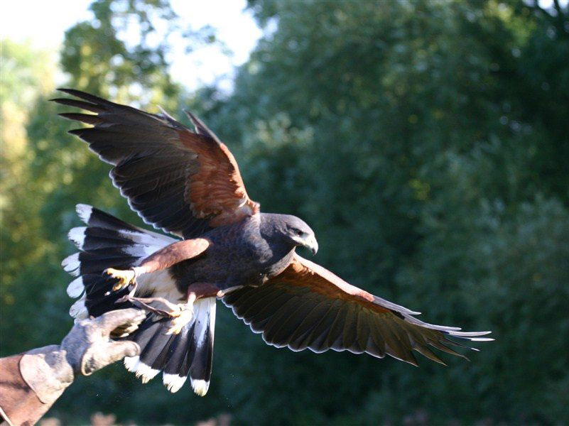 Πάρκο αρπακτικών ημερόβιων και νυκτόβιων πτηνών